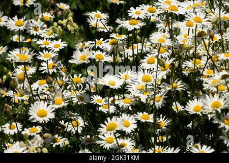 Wildblumen Wiese Ox Auge Gänseblümchen Stockfoto