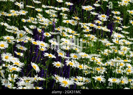 Wildblumen Wiese Salbei Ox Auge Gänseblümchen Stockfoto