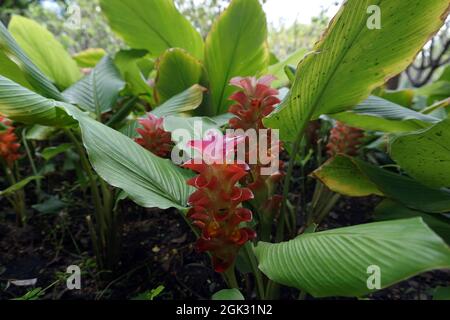 Blumenfeld im Garten aus Thailand Stockfoto