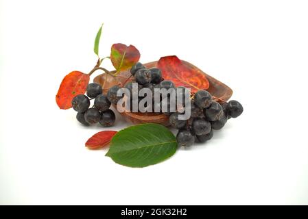 Aronia, allgemein bekannt als die Apfelbeere, mit Blättern. Frisch gepflückte, selbstgewachsene Aronia-Beeren isoliert auf weißem Hintergrund. Schwarze Aronia-Beeren Stockfoto