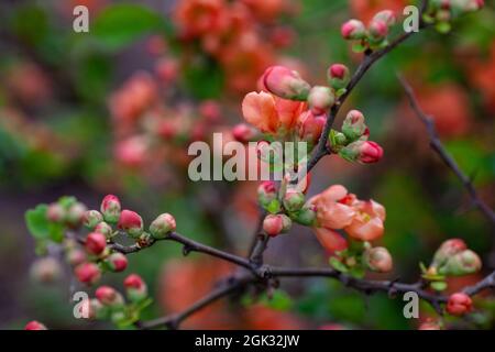 Nahaufnahme japanischer Quitten-Blüten. Ungeöffnete Orangenblüten und Knospen japanischer Quitte im Frühling auf dem Hintergrund eines blühenden Gartens, Platz zum Kopieren Stockfoto