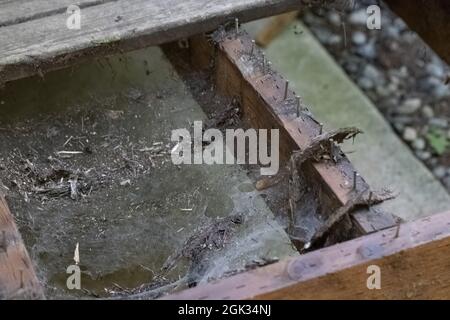 spinnenweben, die sich zwischen Brettern für die alte Veranda erstrecken Stockfoto