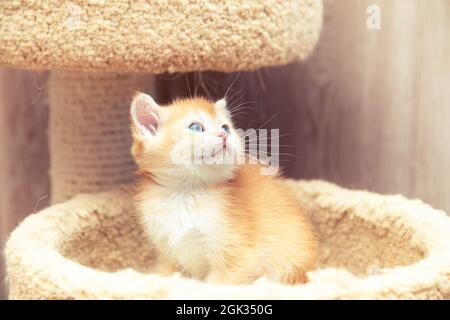 Lustiges britisches Ingwer-Kätzchen sitzt in einem Katzenbett. Stockfoto