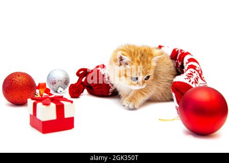 Britische Ingwer-Kätzchen mit Weihnachtsdekor. Isoliert auf Weiß. Stockfoto