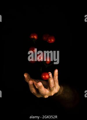 Von Hand heruntertropfende Kirschtomaten auf schwarzem Hintergrund Stockfoto