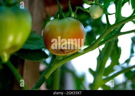 Krankheit von Tomaten. Blütenende verfaulen auf der Tomate. Beschädigte halbrote Früchte auf dem Busch. Ernteprobleme Stockfoto