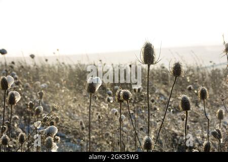 Wilder Teelöffel auf einem Feld im Winter mit Schnee, bei Sonnenaufgang Stockfoto