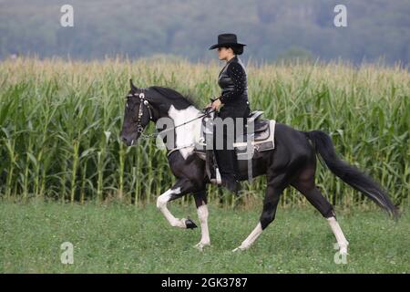 Tennessee Walking Horse. Ein Reiter auf dem Kahlkopf-Hengst führt den Laufgang vor einem Maisfeld durch. Deutschland Stockfoto
