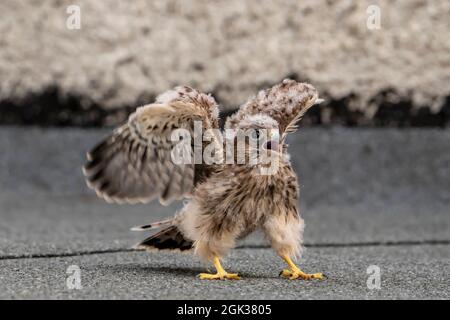 Kestrel (Falco tinnunculus). Jungtiere, die noch nicht fliegen können, stehen auf einem Dach. Deutschland Stockfoto