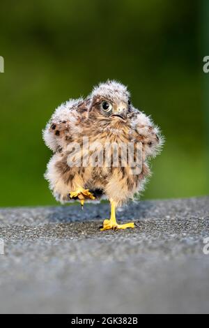 Kestrel (Falco tinnunculus). Jugendliche, die noch nicht fliegen können, gehen auf einem Dach. Deutschland Stockfoto