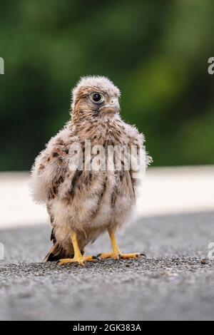 Kestrel (Falco tinnunculus). Jungtiere, die noch nicht fliegen können, stehen auf einem Dach. Deutschland Stockfoto