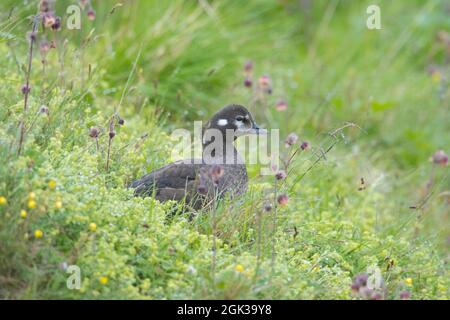 Harlequinente (Histrionicus histrionicus). Erwachsene weibliche stadndng in der Vegetation. Island Stockfoto