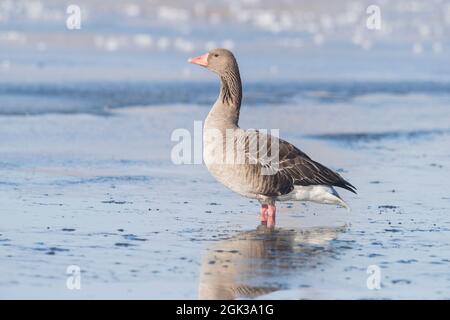 Graugans, Graugans (Anser anser). Erwachsene, die im Winter in eisigem Wasser stehen. Deutschland Stockfoto