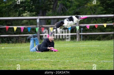 Disc Dog. Ein Haustier und sein menschlicher Freund während einer Frisbee Dog Show. Bielmonte, Italien - 29. August 2021 Stockfoto