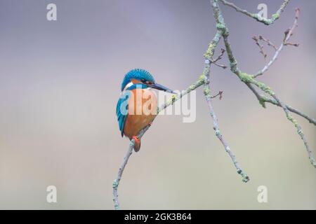Eisvögel (Alcedo atthis). Erwachsenes Männchen auf einem Zweig. Deutschland Stockfoto