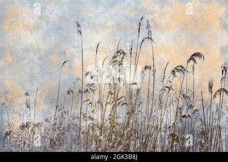Trockenes Schilf mit Schnee bedeckt. Hoch gefrorene Halme von Schilf auf den s Stockfoto