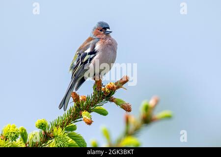 Buchfink (Fringilla coelebs). Erwachsenes Männchen im Zuchtgefieder, das auf einer Fichte thront. Deutschland Stockfoto