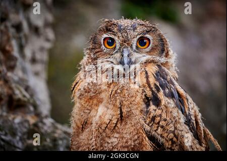 Europäische Adlereule (Bubo bubo). Porträt eines Ewens. Deutschland Stockfoto
