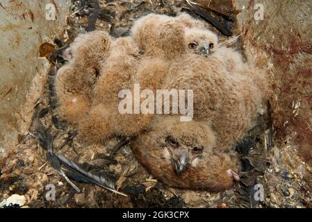 Europäische Adlereule (Bubo bubo). Nisten Sie mit drei Eulen in einem Gebäude. Deutschland Stockfoto