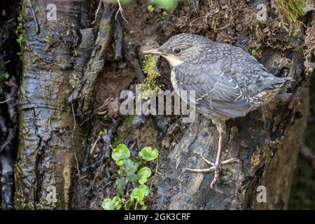 Weißkehliger Wagen, Europäischer Wagen (Cinclus cinclus). Jungtier, der in der Nähe des Nestes steht. Deutschland Stockfoto