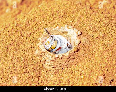 Eine weibliche Dawson's Burrowing Bee (Amegilla dawsoni), die aus ihrem Bau in einem Tontanne, dem Kennedy Range National Park, Western Australia, WA, Australi, herauskommt Stockfoto