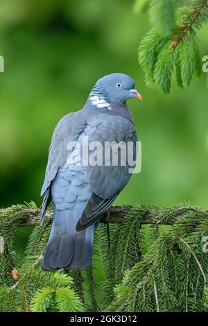 Gewöhnliche Holztaube (Columba palumbus). Erwachsener, der auf einem Fichtenzweig ruht. Deutschland Stockfoto