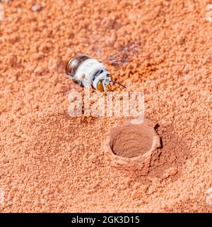 Eine weibliche Dawson's Burrowing Bee (Amegilla dawsoni), die über ihrem Bau in einem Claypan, dem Kennedy Range National Park, Western Australia, WA, Australien, fliegt Stockfoto