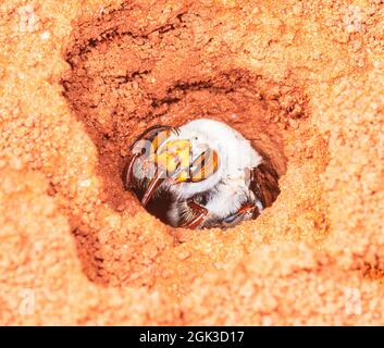 Eine weibliche Dawson's Burrowing Bee (Amegilla dawsoni) in ihrem Bau in einem Tonerde, dem Kennedy Range National Park, Western Australia, WA, Australien Stockfoto