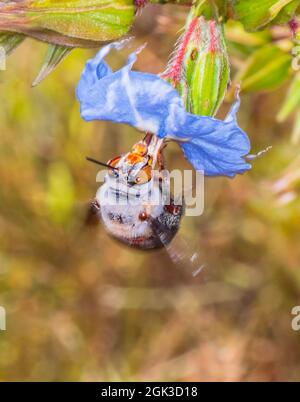 Eine weibliche Dawson's Burrowing Bee (Amegilla dawsoni) bestäubt eine blaue Blume, Kennedy Range National Park, Western Australia, WA, Australien Stockfoto