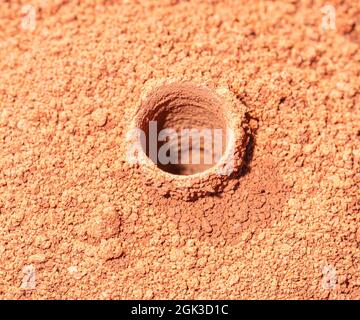 Nahaufnahme des Baus einer Dawson's Burrowing Bee (Amegilla dawsoni), der in einem Tontopan im Kennedy Range National Park, Western Australia, WA, Australien, gegraben wurde Stockfoto