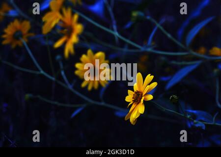 Gelbe Blüten mit blauem Hintergrund Stockfoto