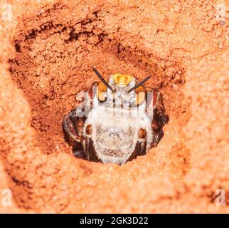 Eine weibliche Dawson's Burrowing Bee (Amegilla dawsoni) in ihrem Bau in einem Tonerde, dem Kennedy Range National Park, Western Australia, WA, Australien Stockfoto