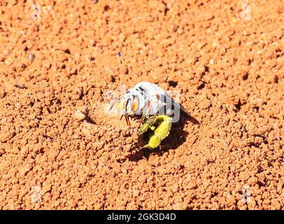 Eine weibliche Dawson's Burrowing Bee (Amegilla dawsoni) bringt Pollen in ihren Bau in einem Tonerde, im Kennedy Range National Park, Western Australia, WA, Austr Stockfoto