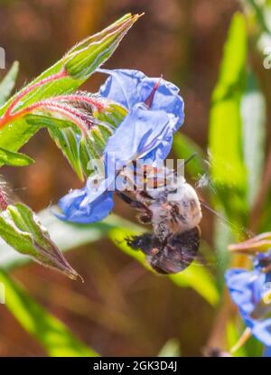 Eine weibliche Dawson's Burrowing Bee (Amegilla dawsoni) bestäubt eine blaue Blume, Kennedy Range National Park, Western Australia, WA, Australien Stockfoto