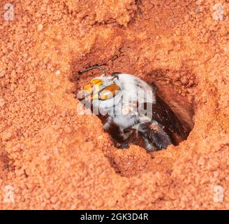 Eine weibliche Dawson's Burrowing Bee (Amegilla dawsoni), die an ihrem Bau in einem Tonerde, im Kennedy Range National Park, Western Australia, WA, Australien, arbeitet Stockfoto