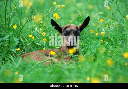 Heimische Ziege. Kind liegt im Gras Deutschland Stockfoto