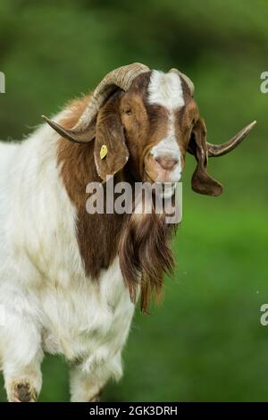 Boer Ziege. Porträt des erwachsenen billy. Deutschland Stockfoto