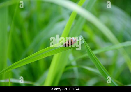Nahaufnahme der kleinen rot-schwarzen Farbe weevil Insekt halten auf Paddy Pflanzenblatt über unscharf grün braun Hintergrund. Stockfoto