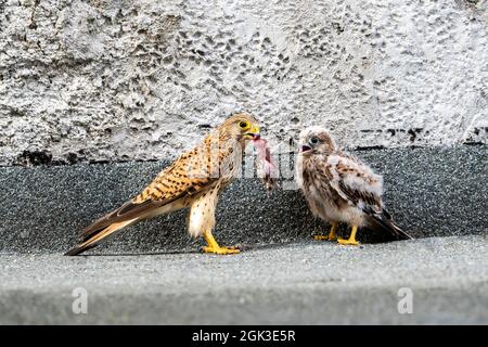 Kestrel (Falco tinnunculus). Ein erwachsenes Weibchen übergibt eine Maus an einen jungen Vogel, der noch nicht fliegen kann. Deutschland Stockfoto