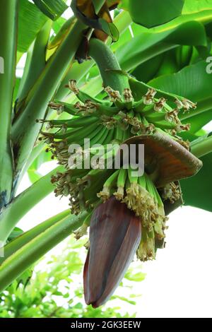 Bananenbaum mit Baby-Bananen und Blumen hängen darauf. Stockfoto