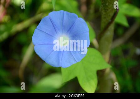 Nahaufnahme der schönen blauen Farbe jährliche Weinblume mit Reben und Blättern im Garten über unscharf grün braunen Hintergrund. Stockfoto