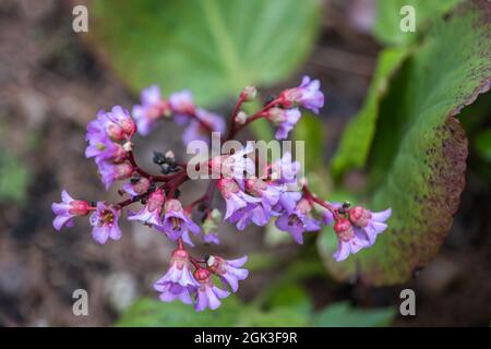 Bergenia crassifolia Fritsch Blumen, gebräuchliche Namen: Herzblatt-Bergenia, Leder-Bergenia, Winter-blühende Bergenia, Elefantenohren, Sibirischer Tee, Mo Stockfoto