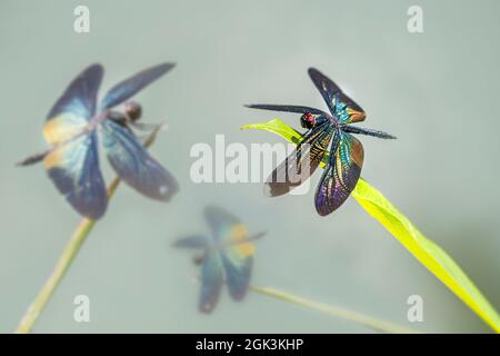 Größerer blauer Flügel Stockfoto