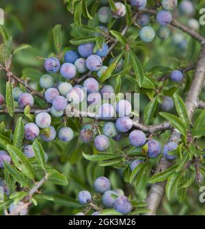 PRUNUS SPINOSA, genannt Schlehdorn oder Schlehe, kann in Marmelade, Chatney, Gin, Stockfoto