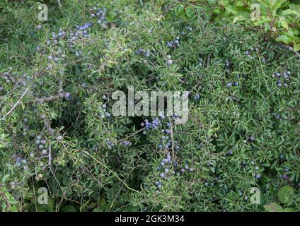 PRUNUS SPINOSA, genannt Schlehdorn oder Schlehe, kann in Marmelade, Chatney, Gin, Stockfoto