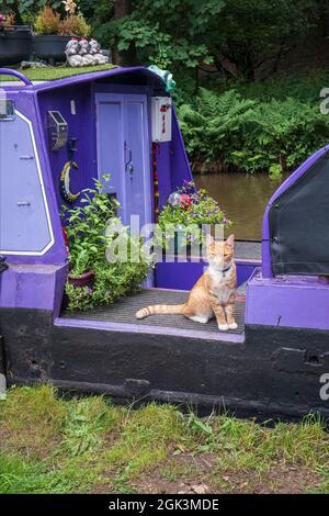 Eine Katze, die auf einem Schmalboot lebt, Shropshire Union Canal, in der Nähe von Ellesmere, Shropshire Stockfoto