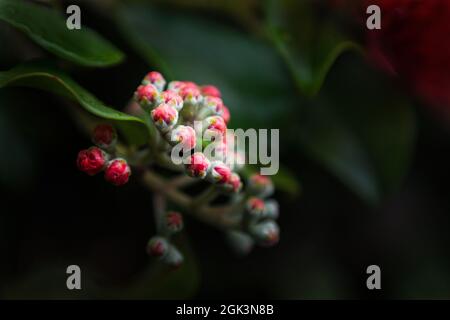 Rote Pohutukawa Blütenknospen öffnen sich. Neuseeländischer Weihnachtsbaum. Stockfoto