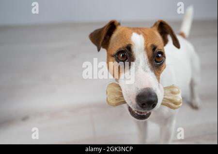 Der Hund hält einen Knochen im Mund. Jack russell Terrier essen Rawhide Leckerbissen. Stockfoto