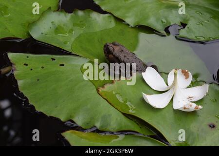 Ein schwarzer Frosch auf grünen Lotusblättern und eine weiße Blume in einem Teich Stockfoto