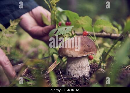 Die Hände einer Pilzsammlerin, einer älteren Frau, über einem Steinpilz. Stockfoto